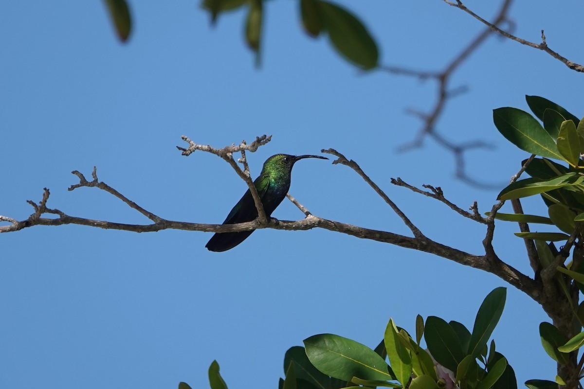 Blaustern-Antillenkolibri - ML612720743