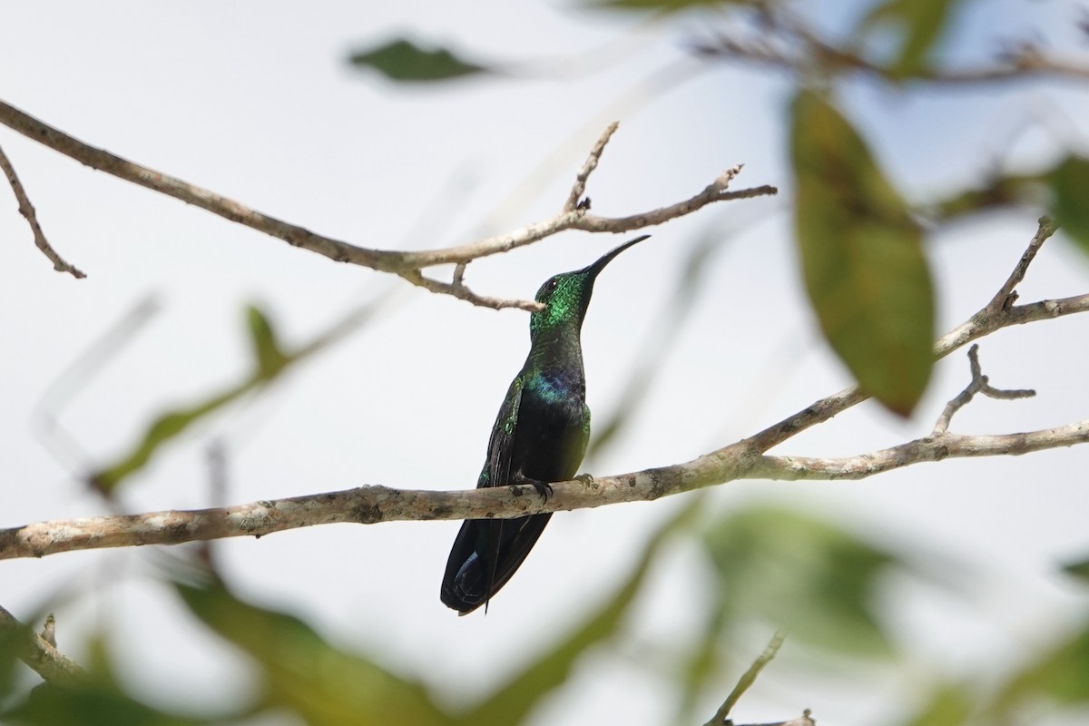 Green-throated Carib - ML612720744