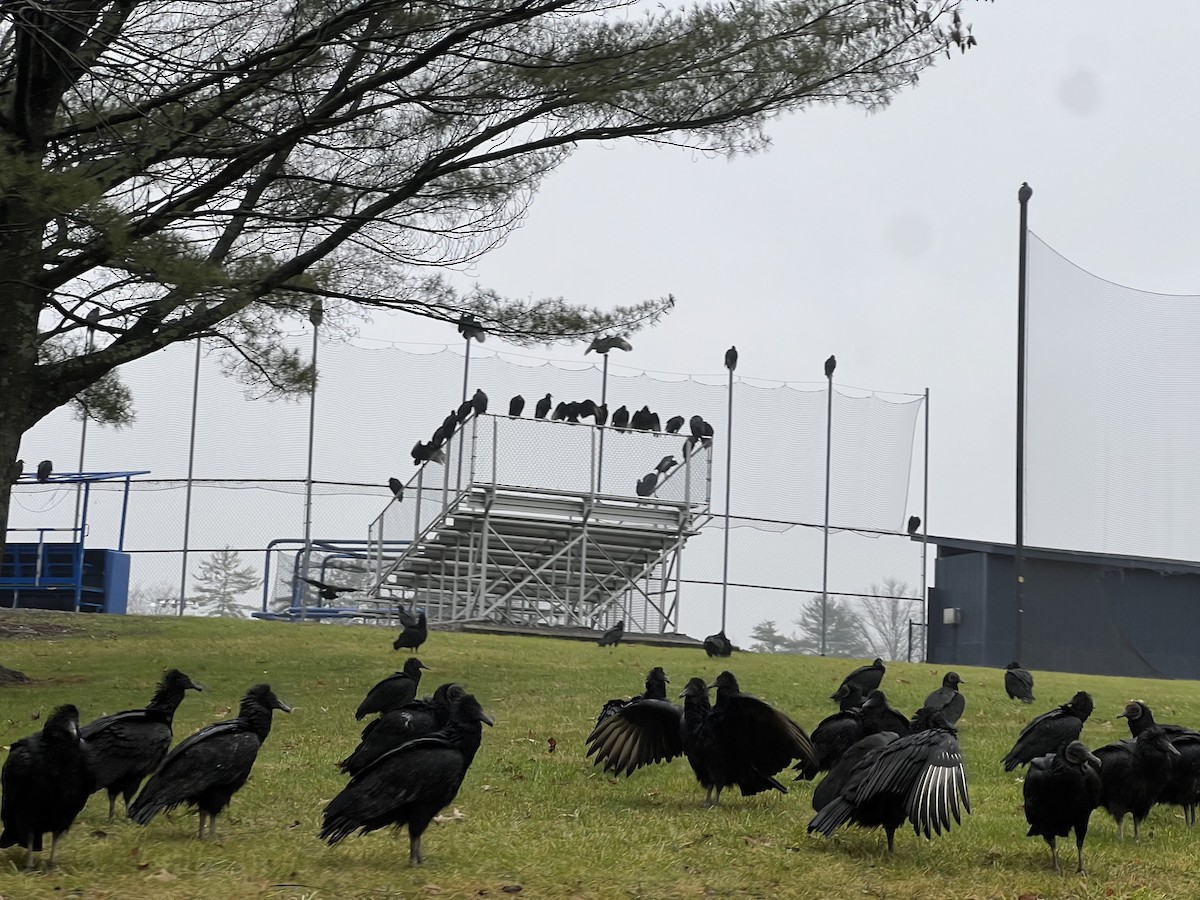 Black Vulture - ML612720768