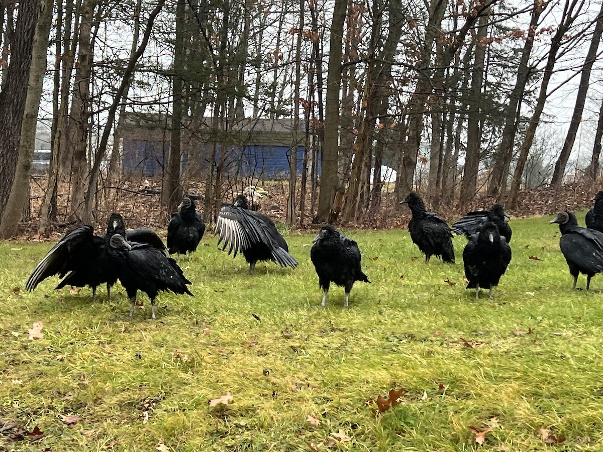 Black Vulture - ML612720769