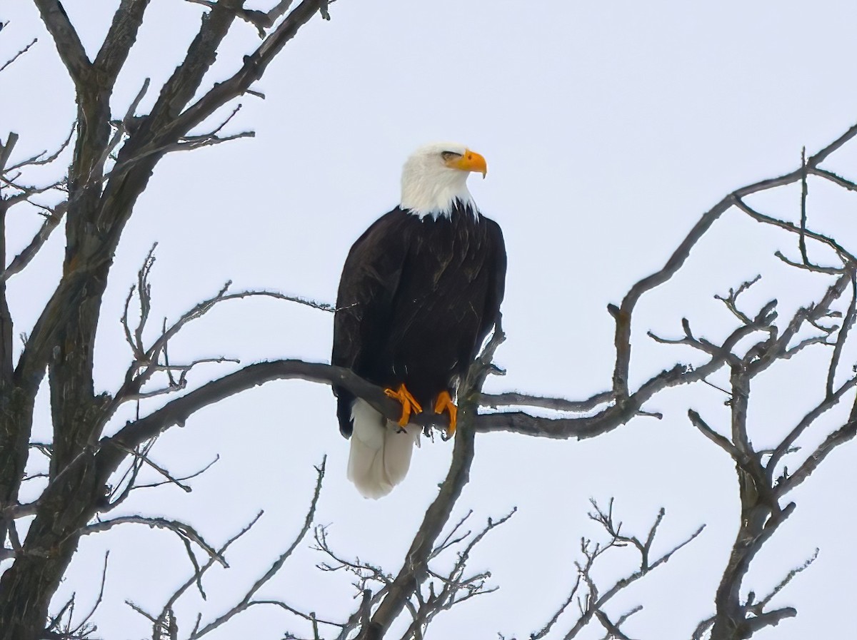 Weißkopf-Seeadler - ML612720793