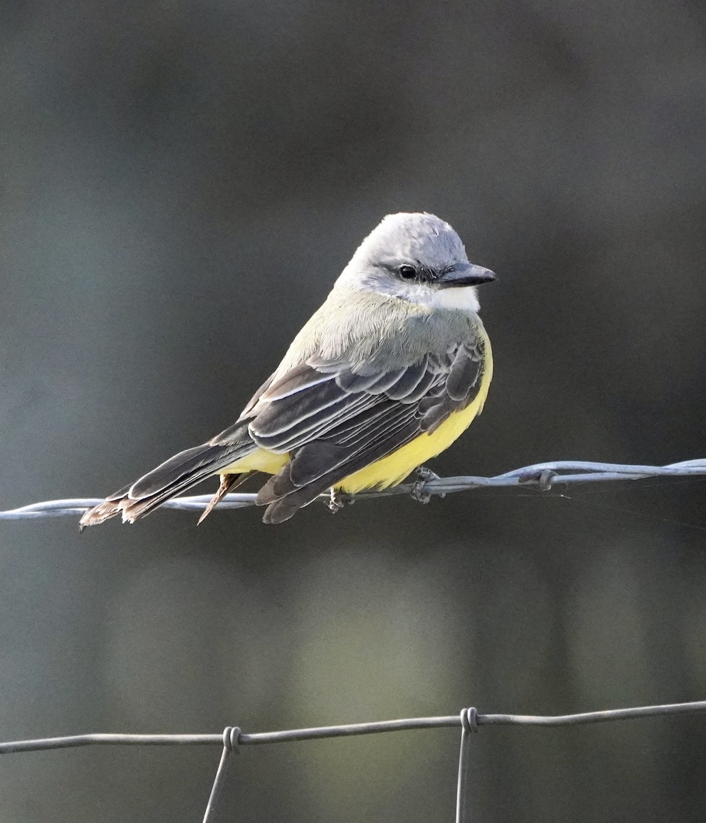 Tropical Kingbird - ML612720821