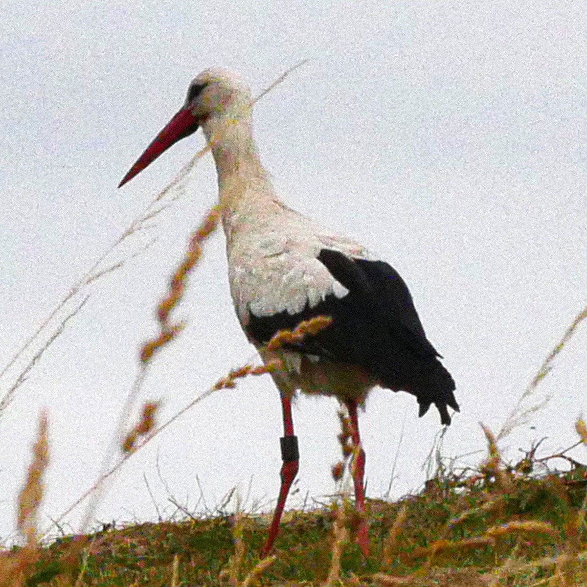 White Stork - ML612720865