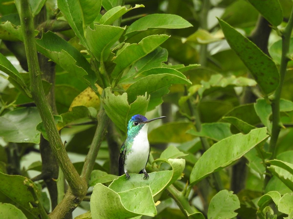 Andean Emerald - Diego DUQUE