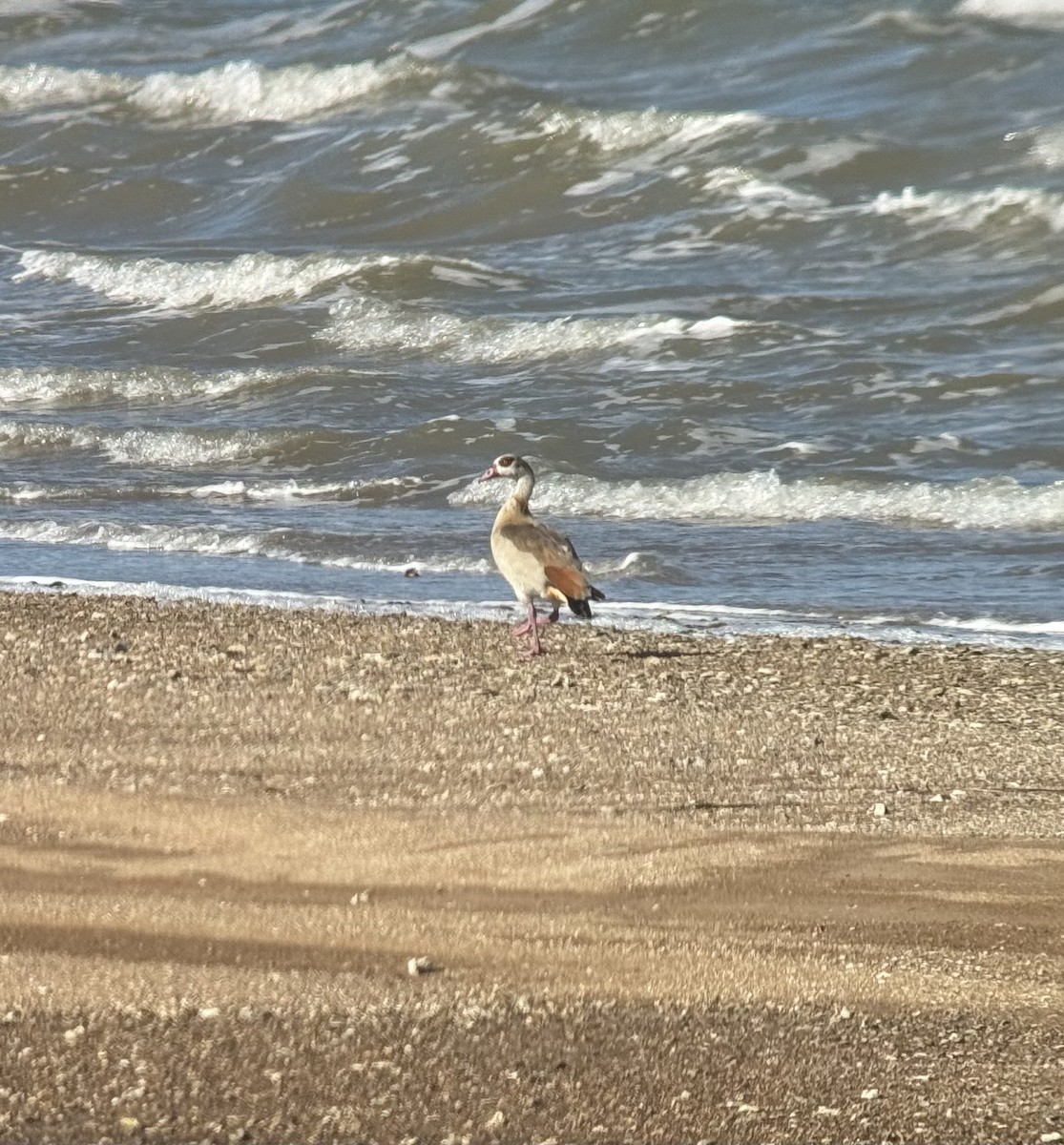 Egyptian Goose - Daniel Walker