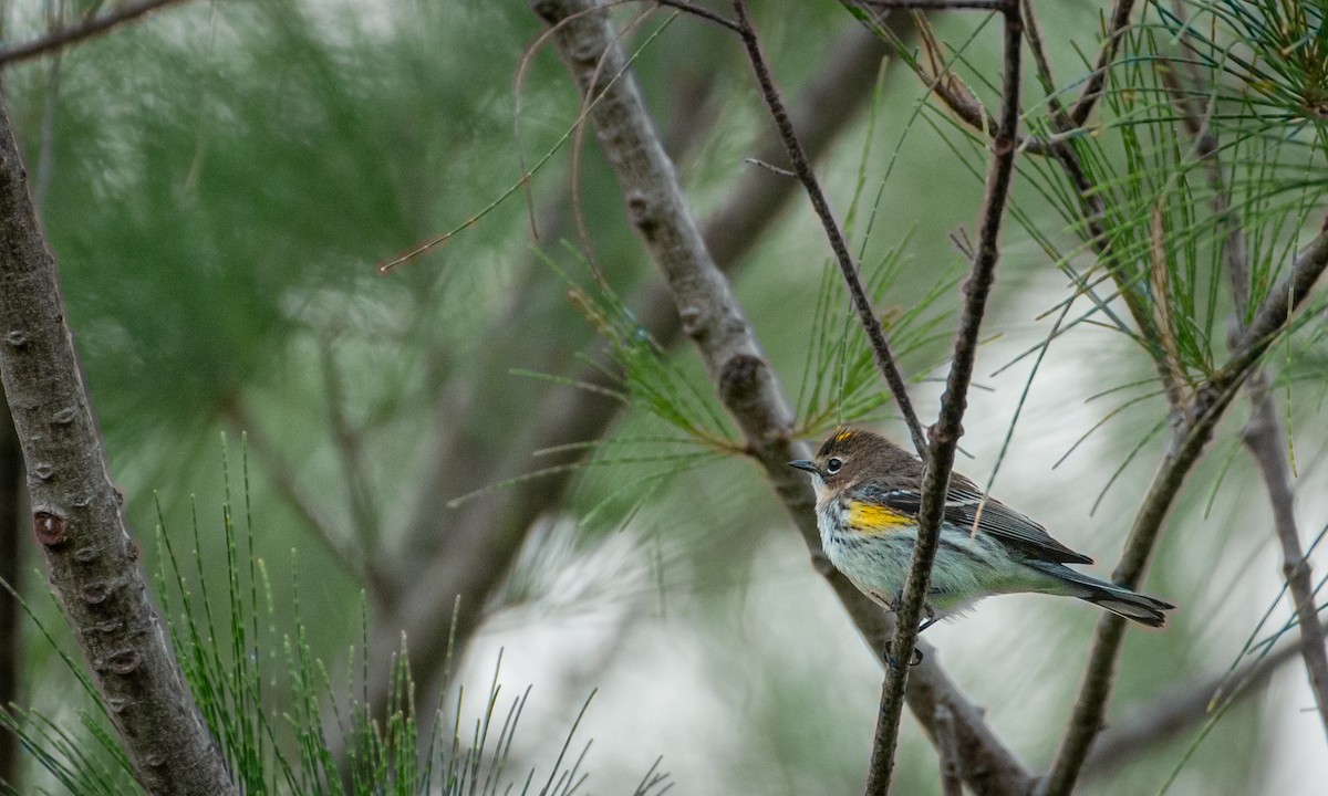 Yellow-rumped Warbler - ML612720960