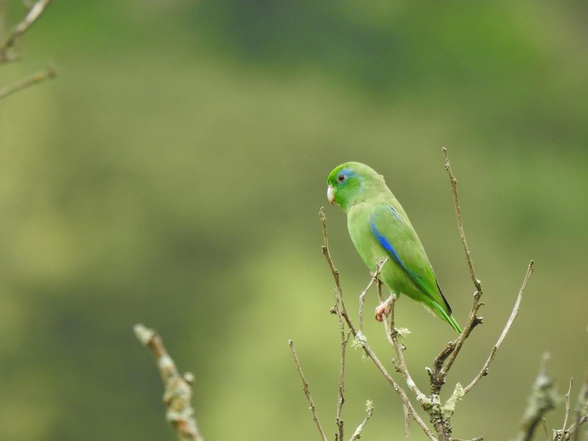 Spectacled Parrotlet - ML612720961