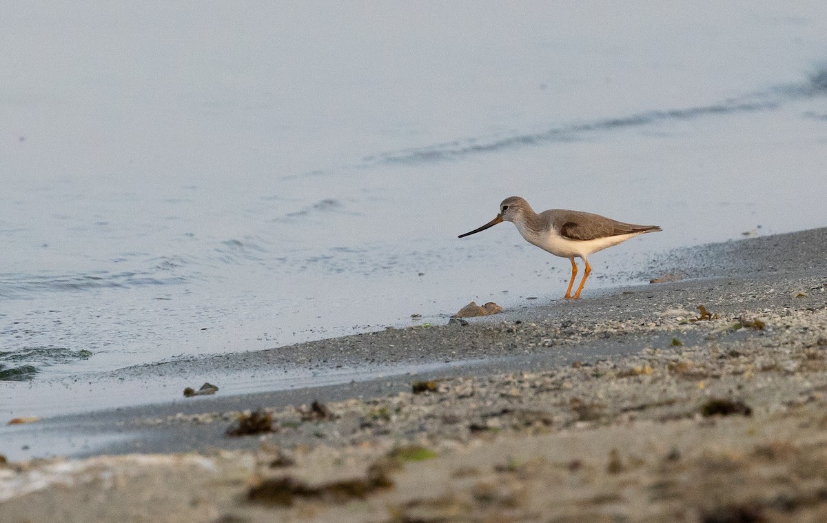 Terek Sandpiper - ML612720985