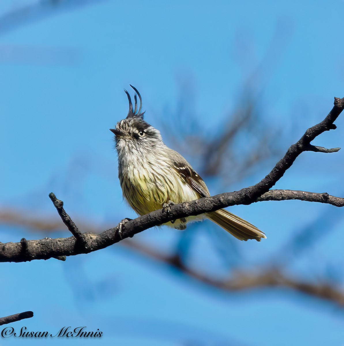 Taurillon mésange - ML612720990