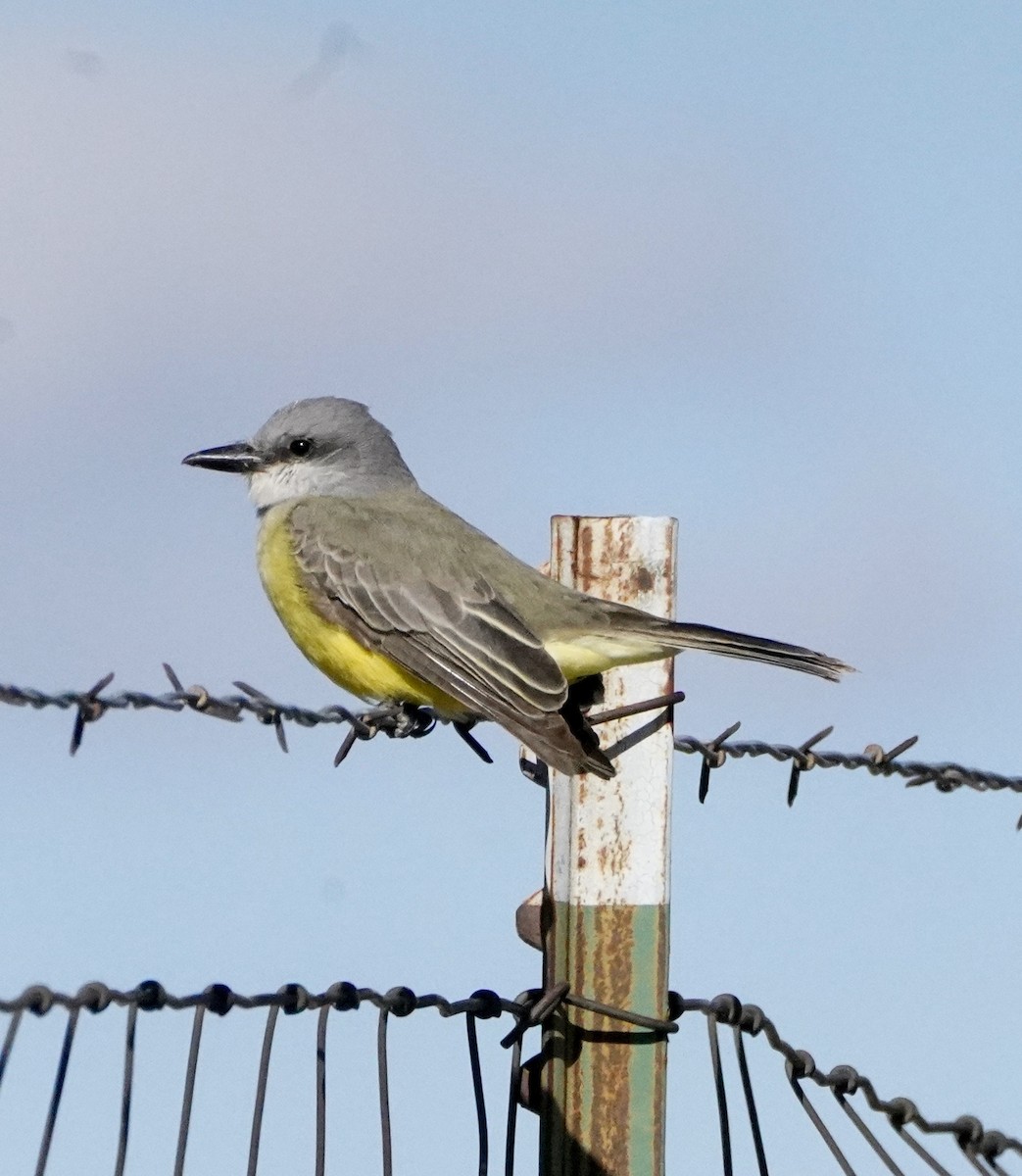 Tropical Kingbird - ML612721038