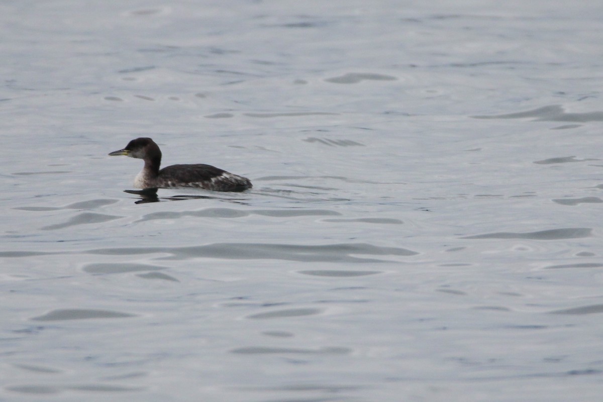 Red-necked Grebe - ML612721044