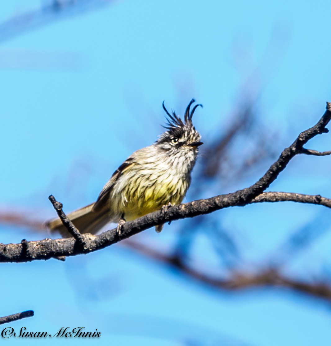 Tufted Tit-Tyrant - ML612721052