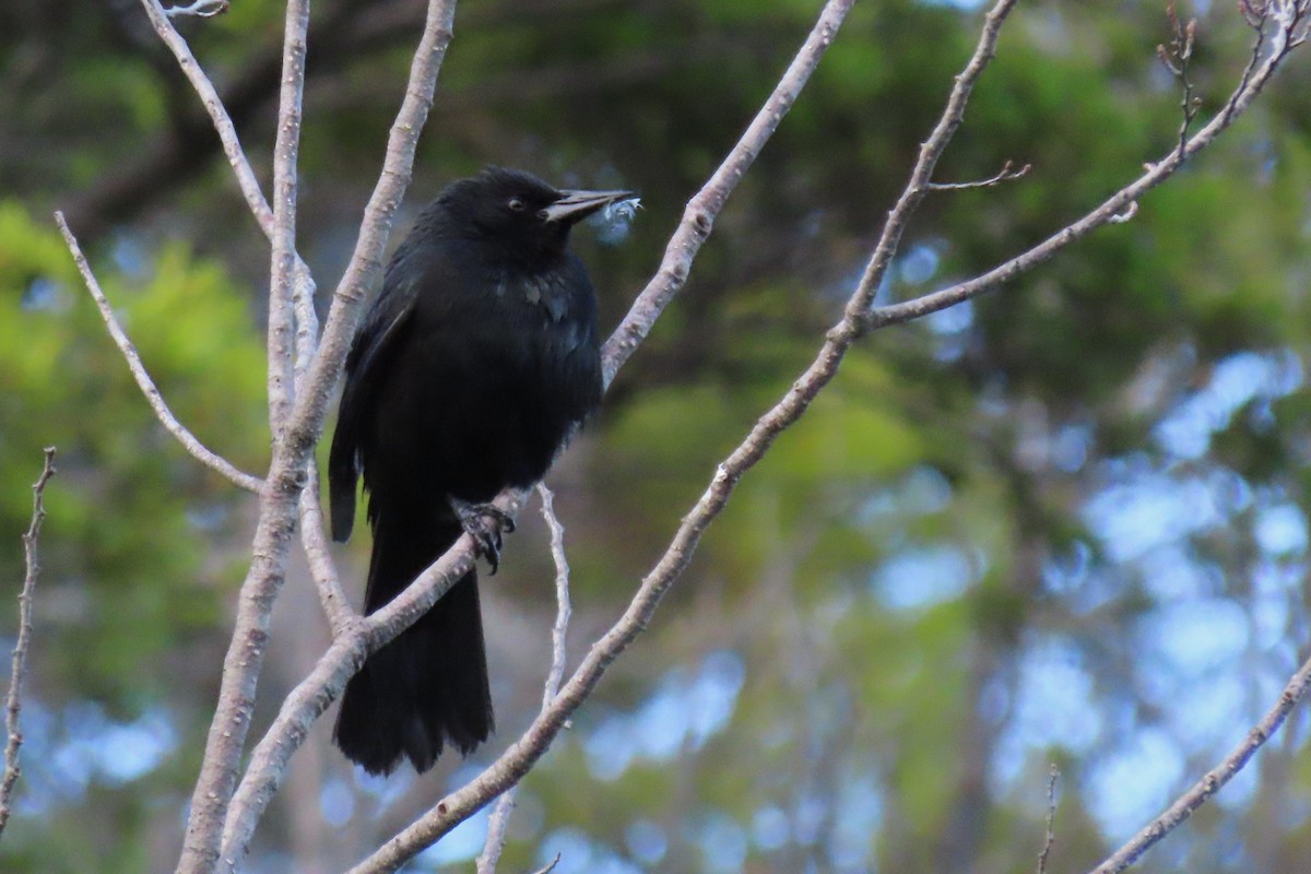 Austral Blackbird - Paulo Alves