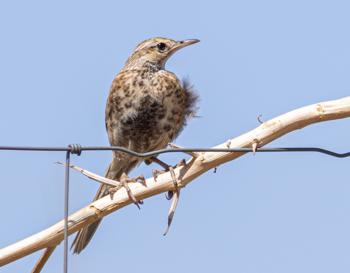 Brown Songlark - Pedro Nicolau