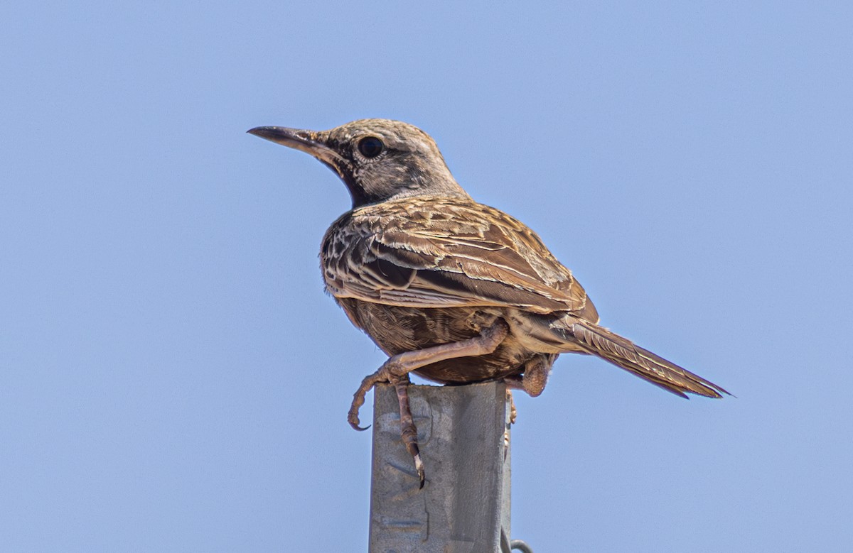 Brown Songlark - ML612721143