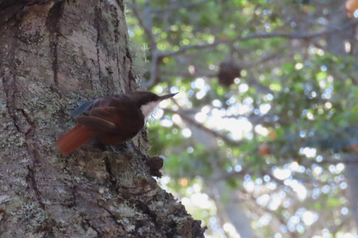 White-throated Treerunner - ML612721184