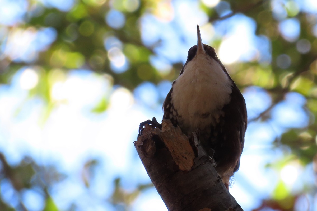 White-throated Treerunner - ML612721185