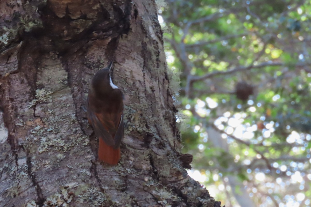 White-throated Treerunner - ML612721186