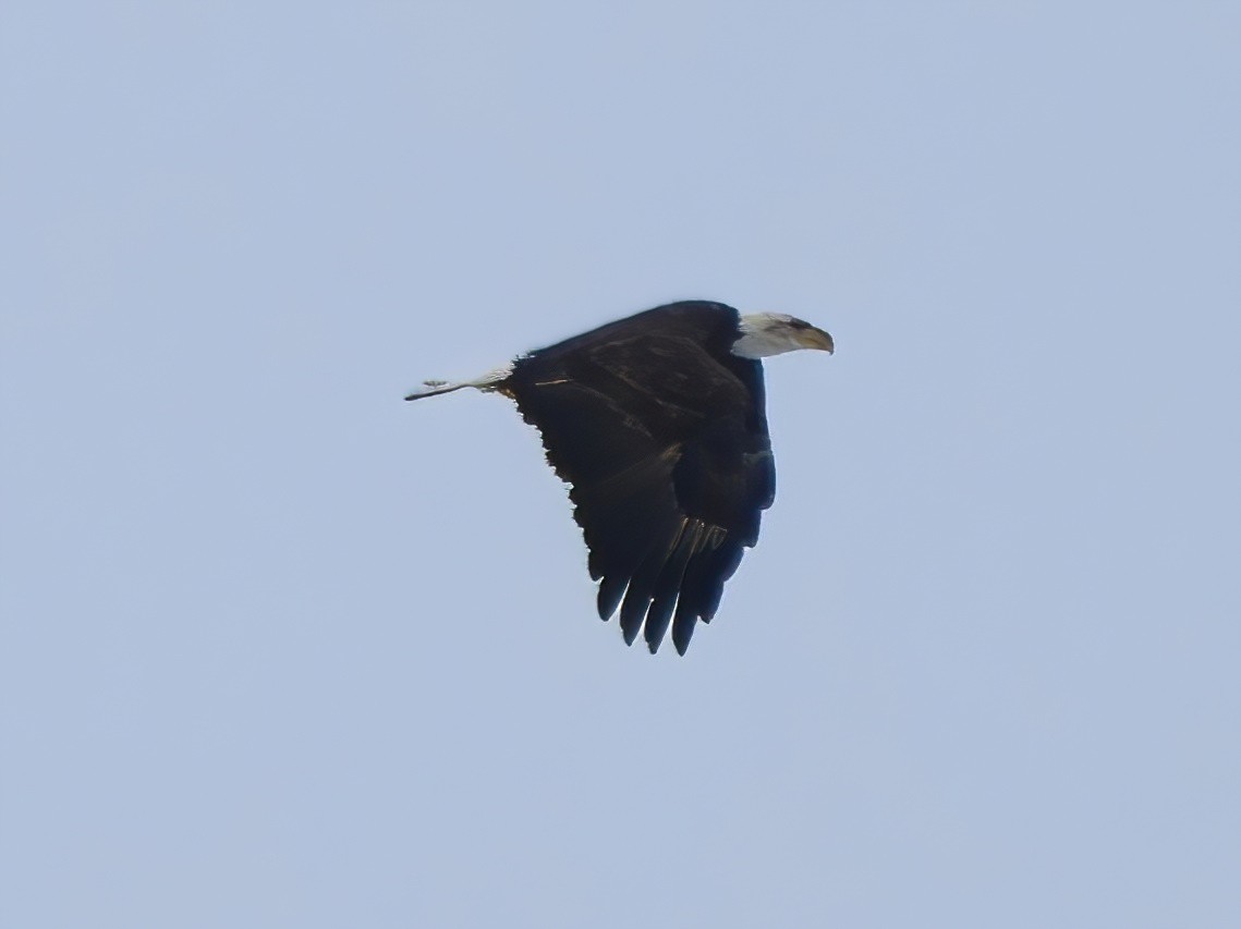 Bald Eagle - Eric Patry