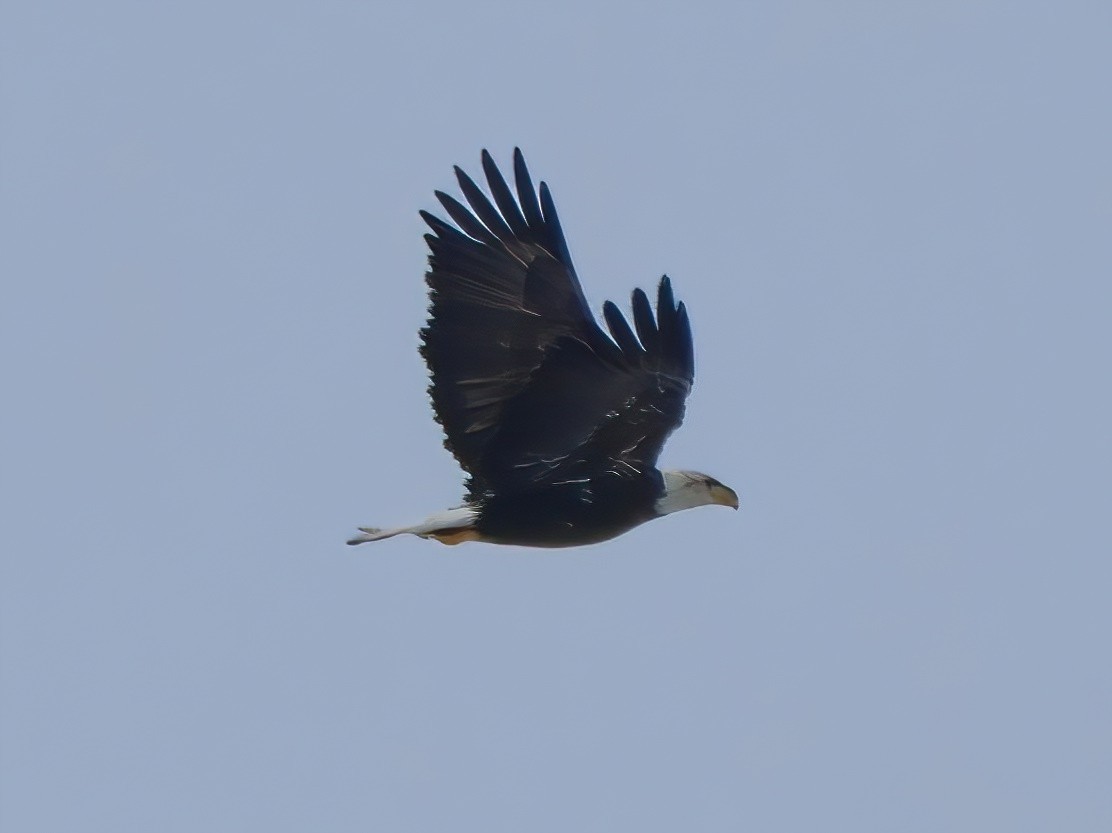 Bald Eagle - ML612721193