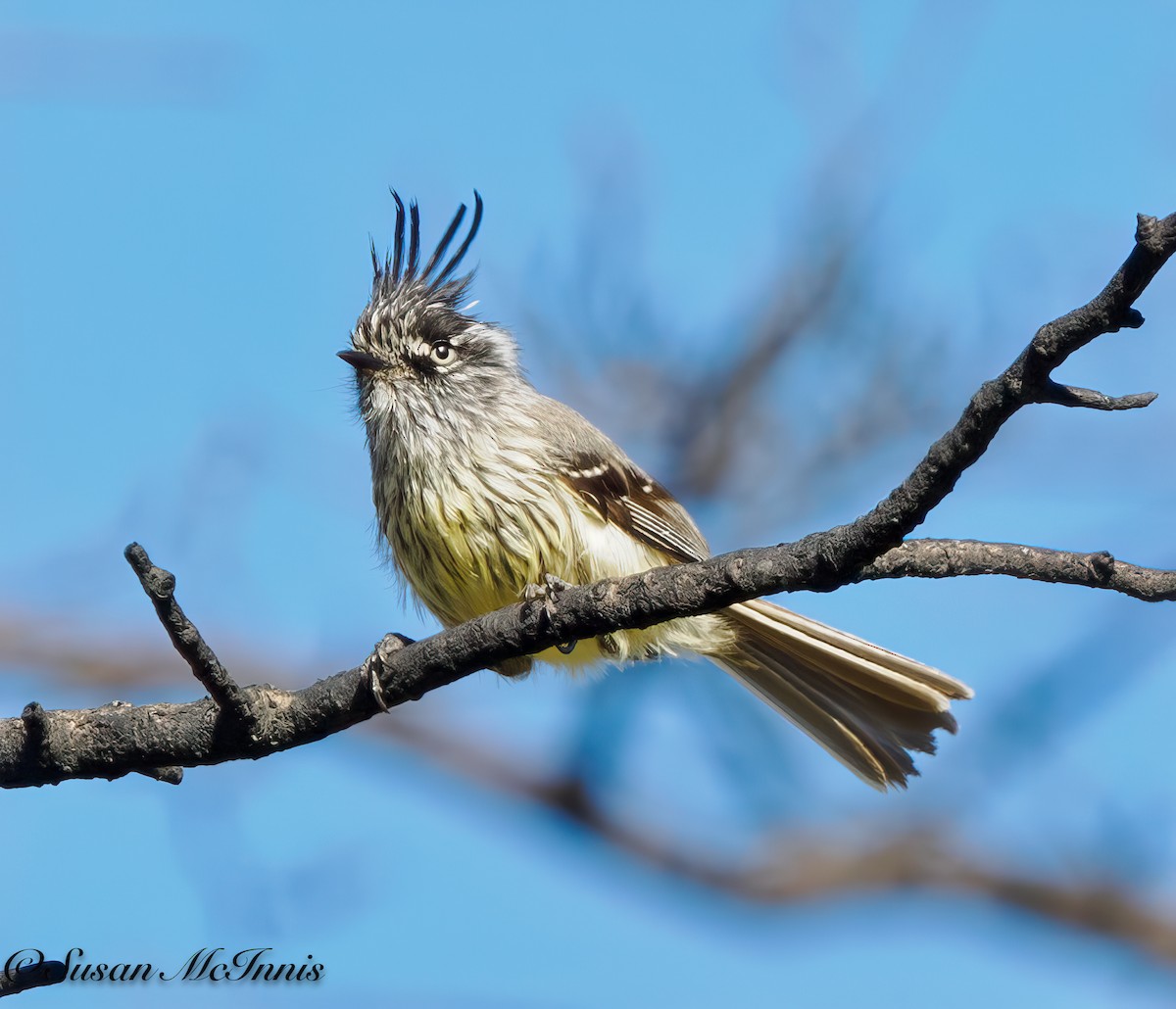 Tufted Tit-Tyrant - Susan Mac