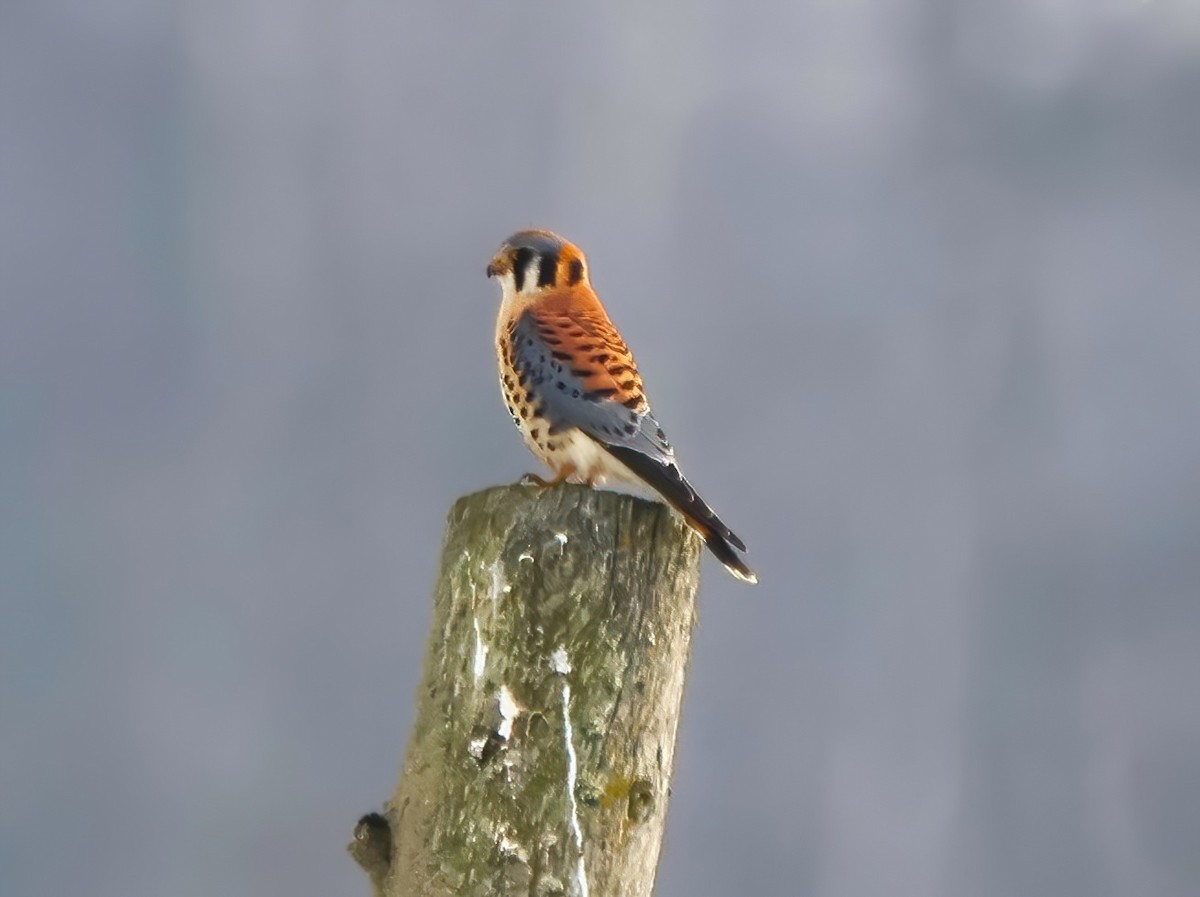 American Kestrel - ML612721221