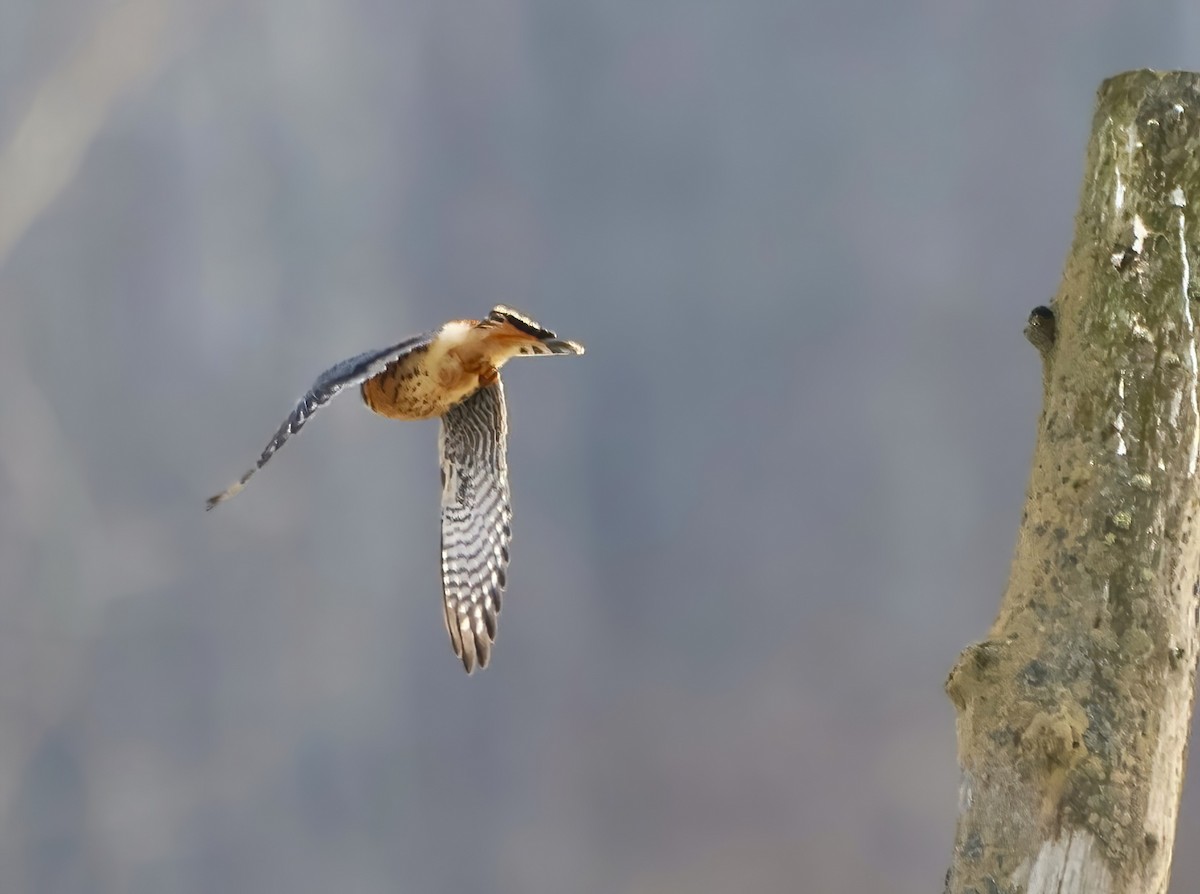 American Kestrel - ML612721222