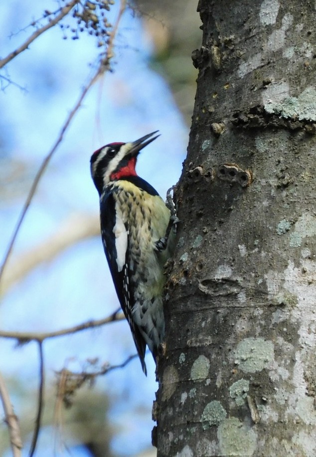 Yellow-bellied Sapsucker - ML612721259