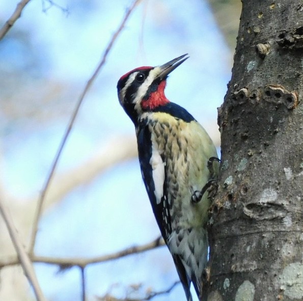 Yellow-bellied Sapsucker - ML612721261