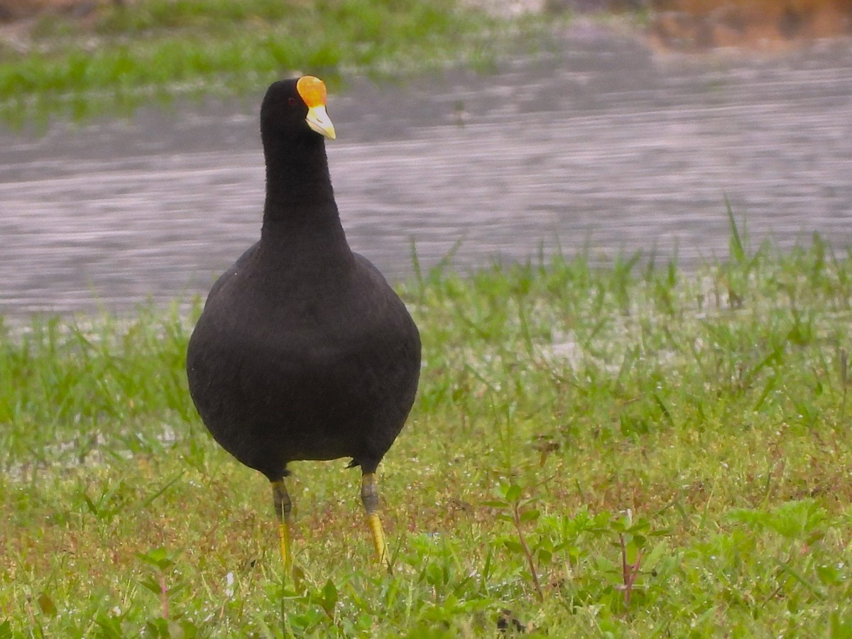 White-winged Coot - ML612721290