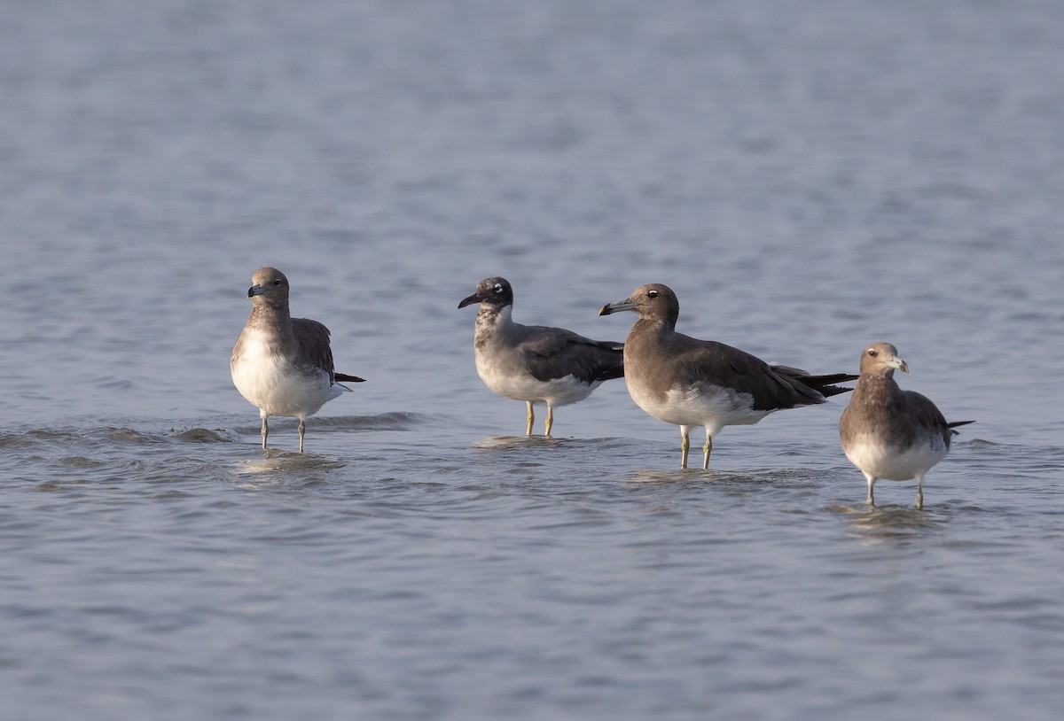 Gaviota Cejiblanca - ML612721315