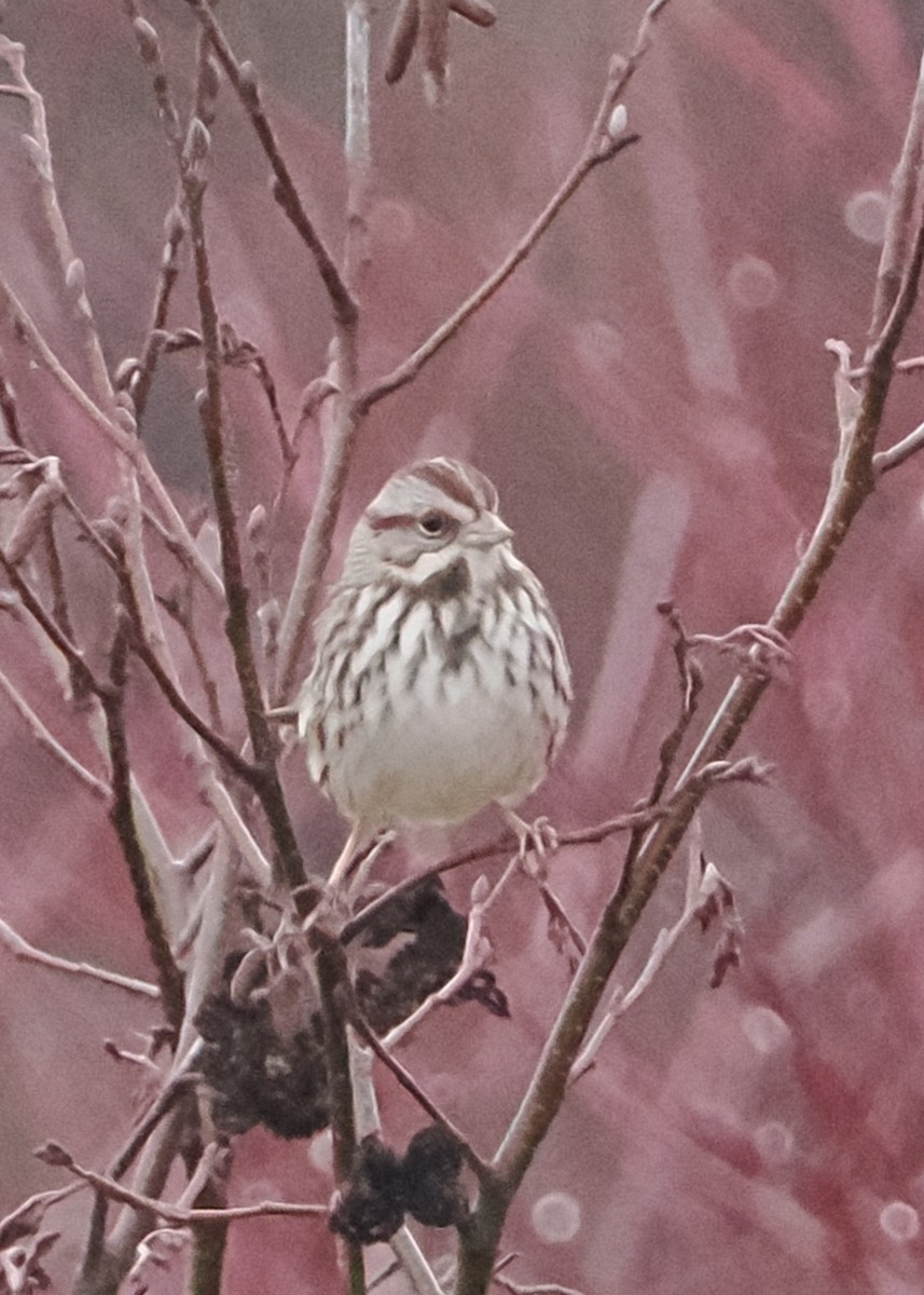 Song Sparrow - ML612721328