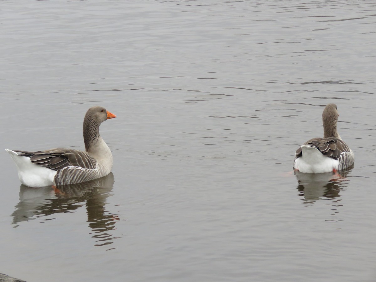 Graylag Goose (Domestic type) - ML612721350