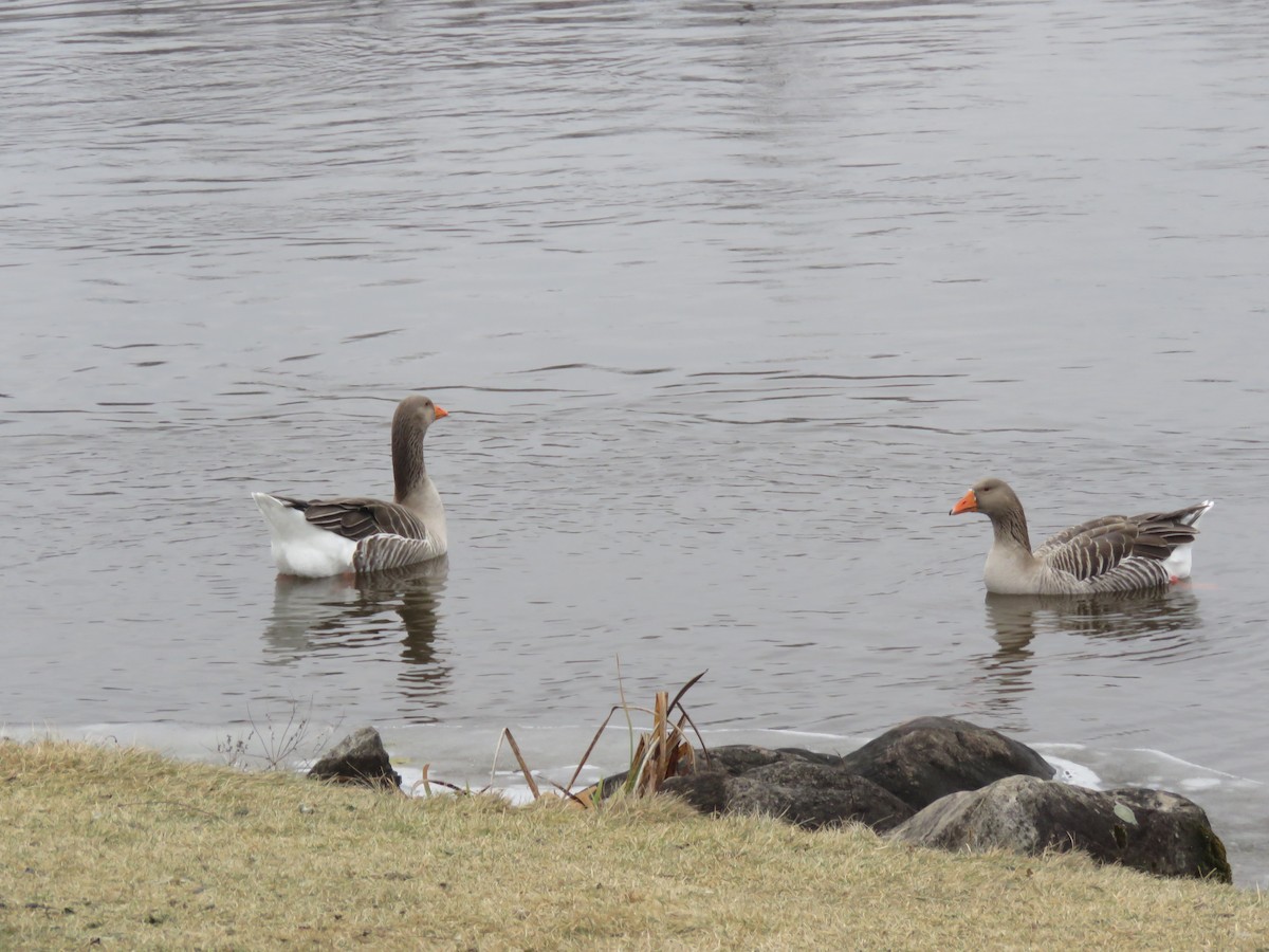 Graylag Goose (Domestic type) - ML612721352