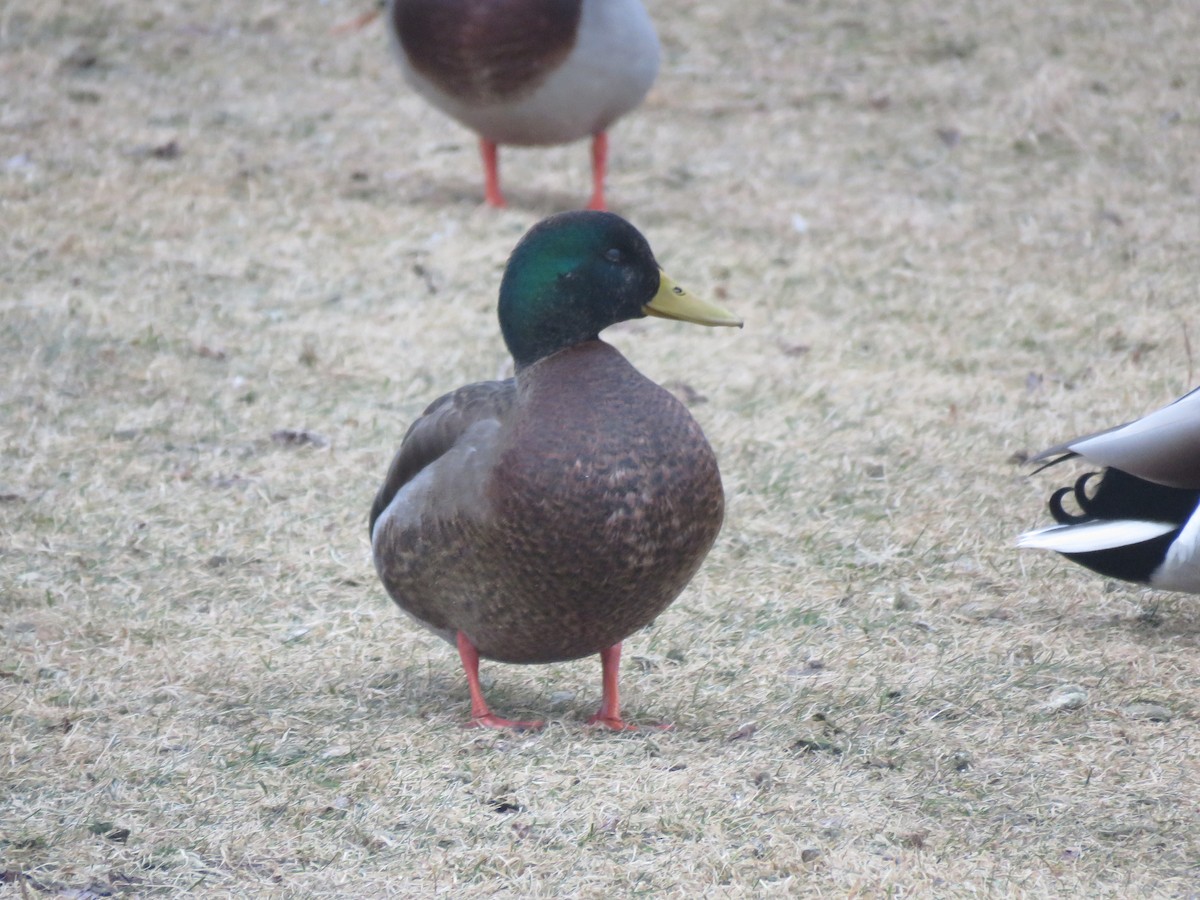 Canard colvert - ML612721376