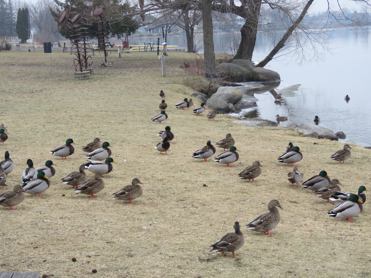 Canard colvert - ML612721379