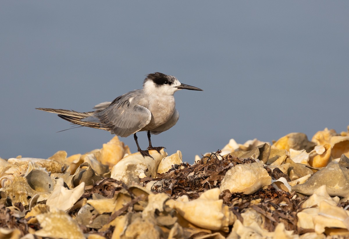 White-cheeked Tern - Krzysztof Jankowski