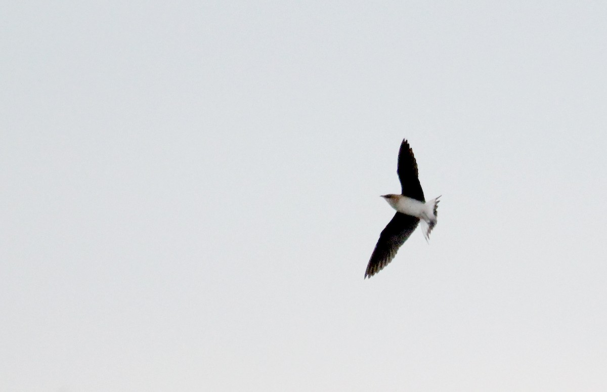 Black-winged Pratincole - ML612721428