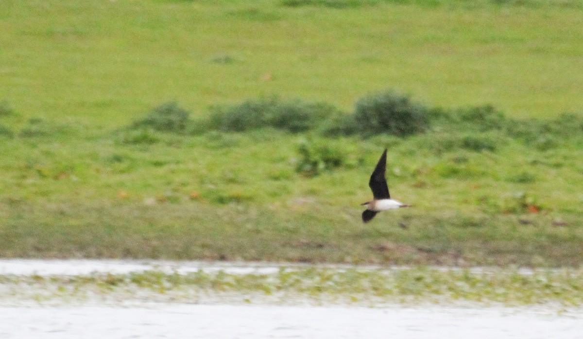 Black-winged Pratincole - ML612721430