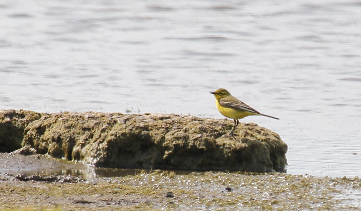 Western Yellow Wagtail - ML612721432