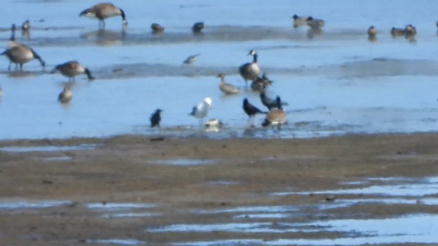 American Herring Gull - ML612721443