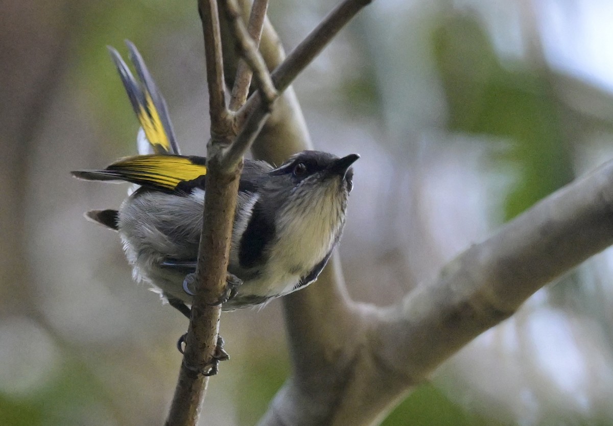 Crescent Honeyeater - ML612721481