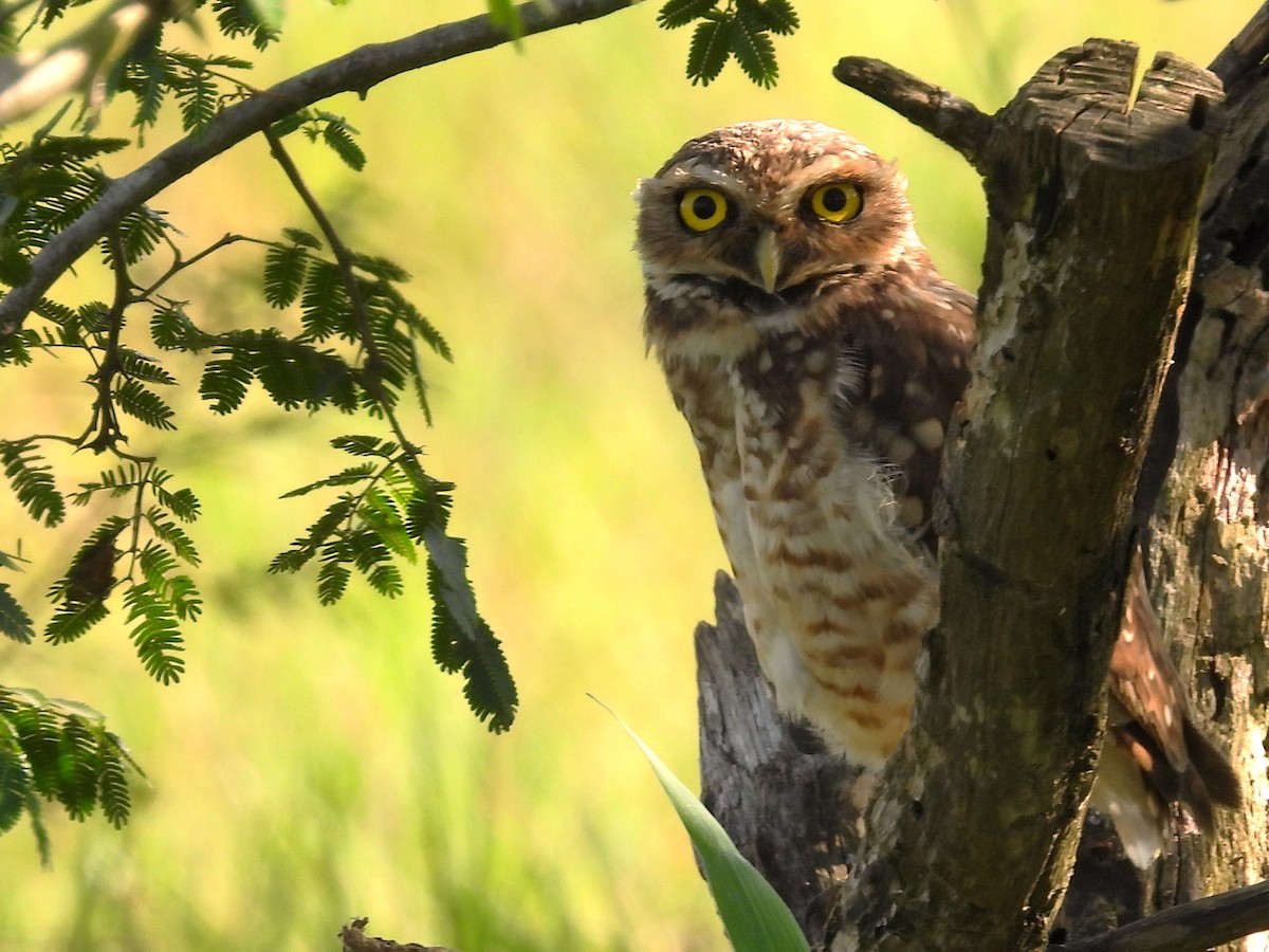 Burrowing Owl - Aldo Cruz