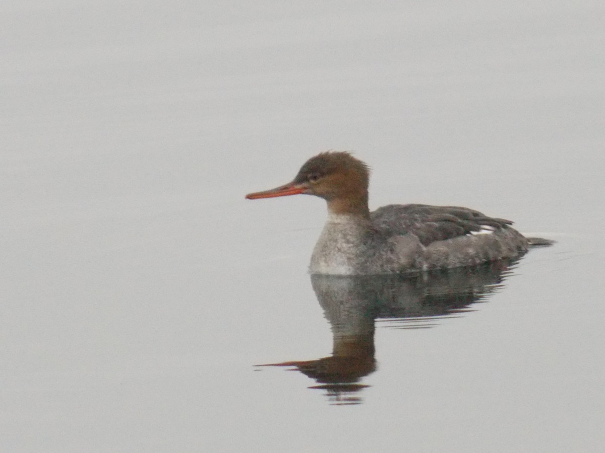 Red-breasted Merganser - Glenn Knoblock