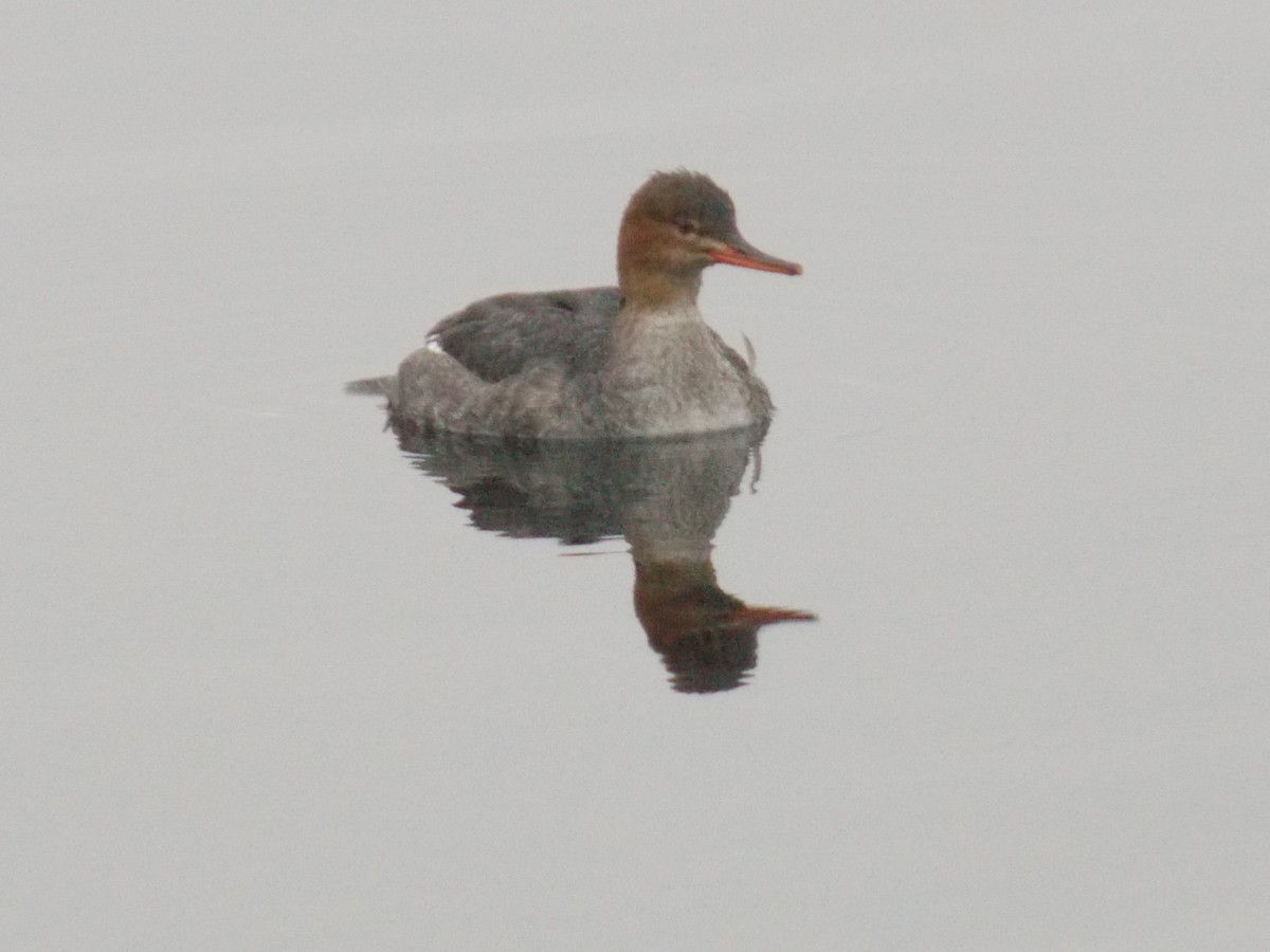 Red-breasted Merganser - Glenn Knoblock