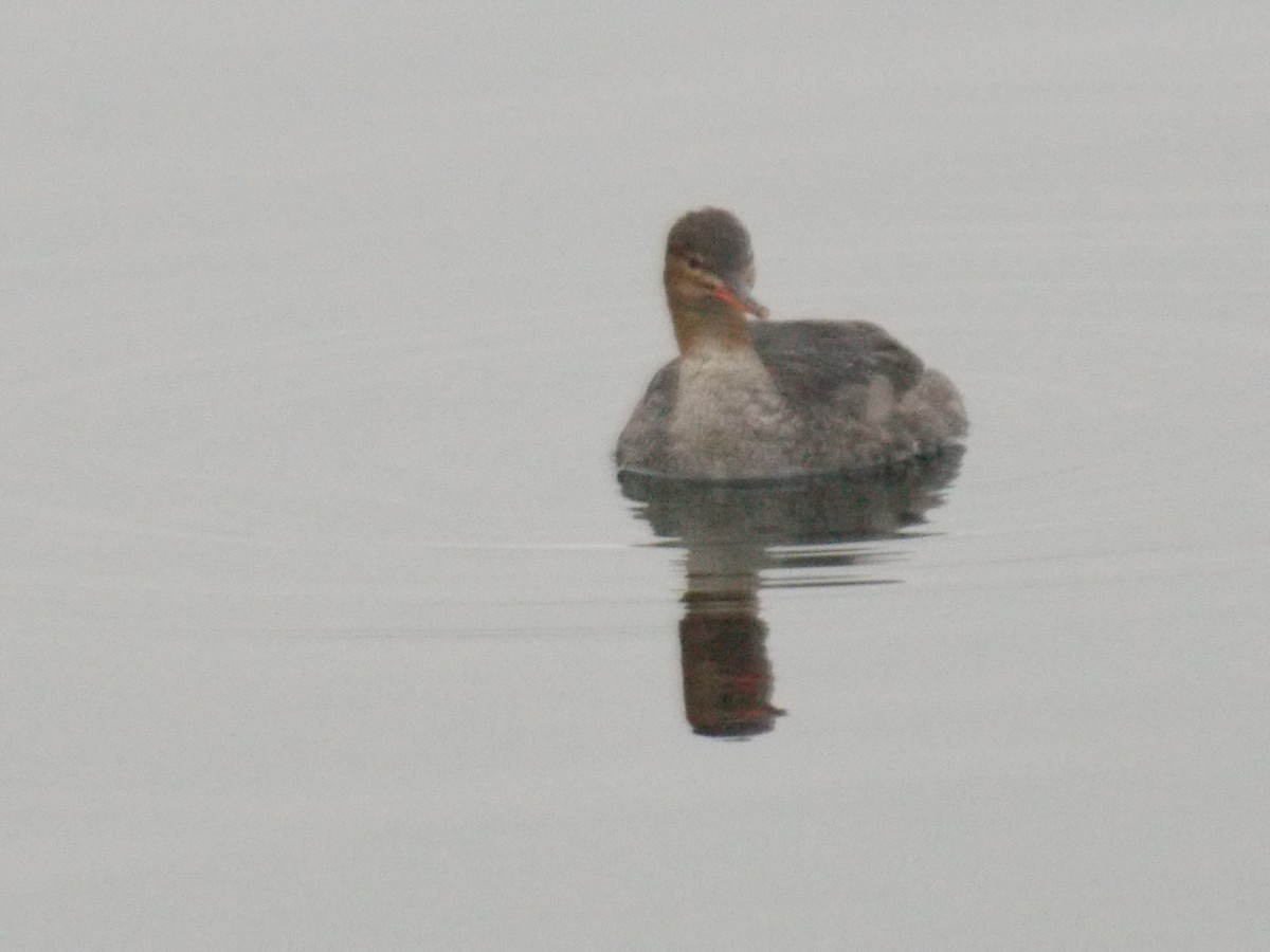 Red-breasted Merganser - Glenn Knoblock