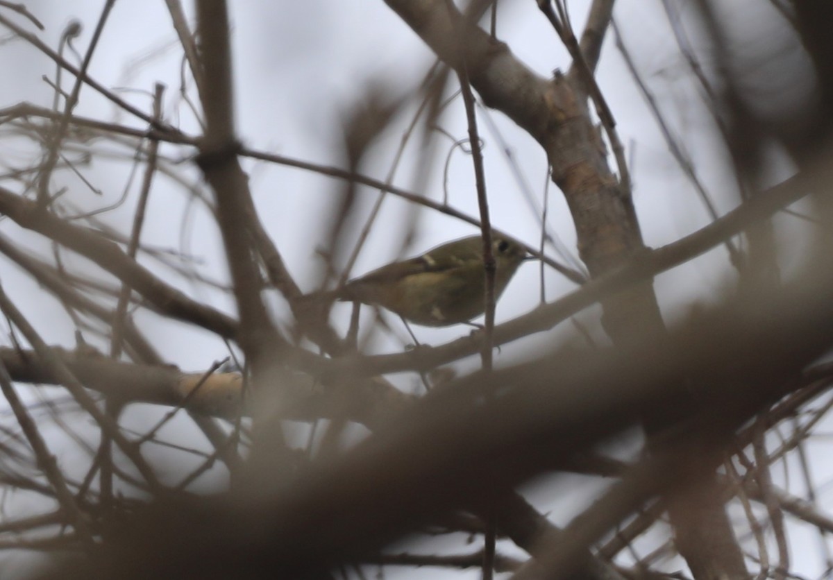 Ruby-crowned Kinglet - ML612721607