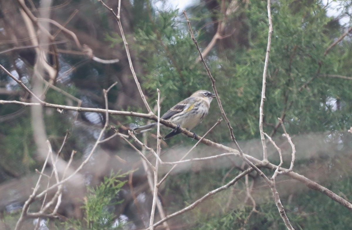 lesňáček žlutoskvrnný (ssp. coronata) - ML612721617