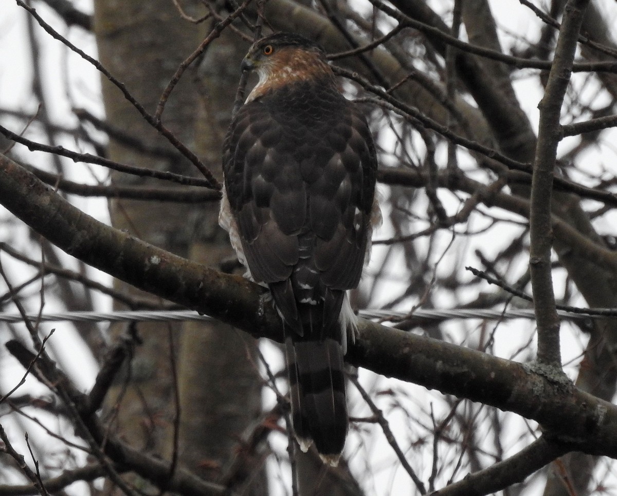 Cooper's Hawk - ML612721659