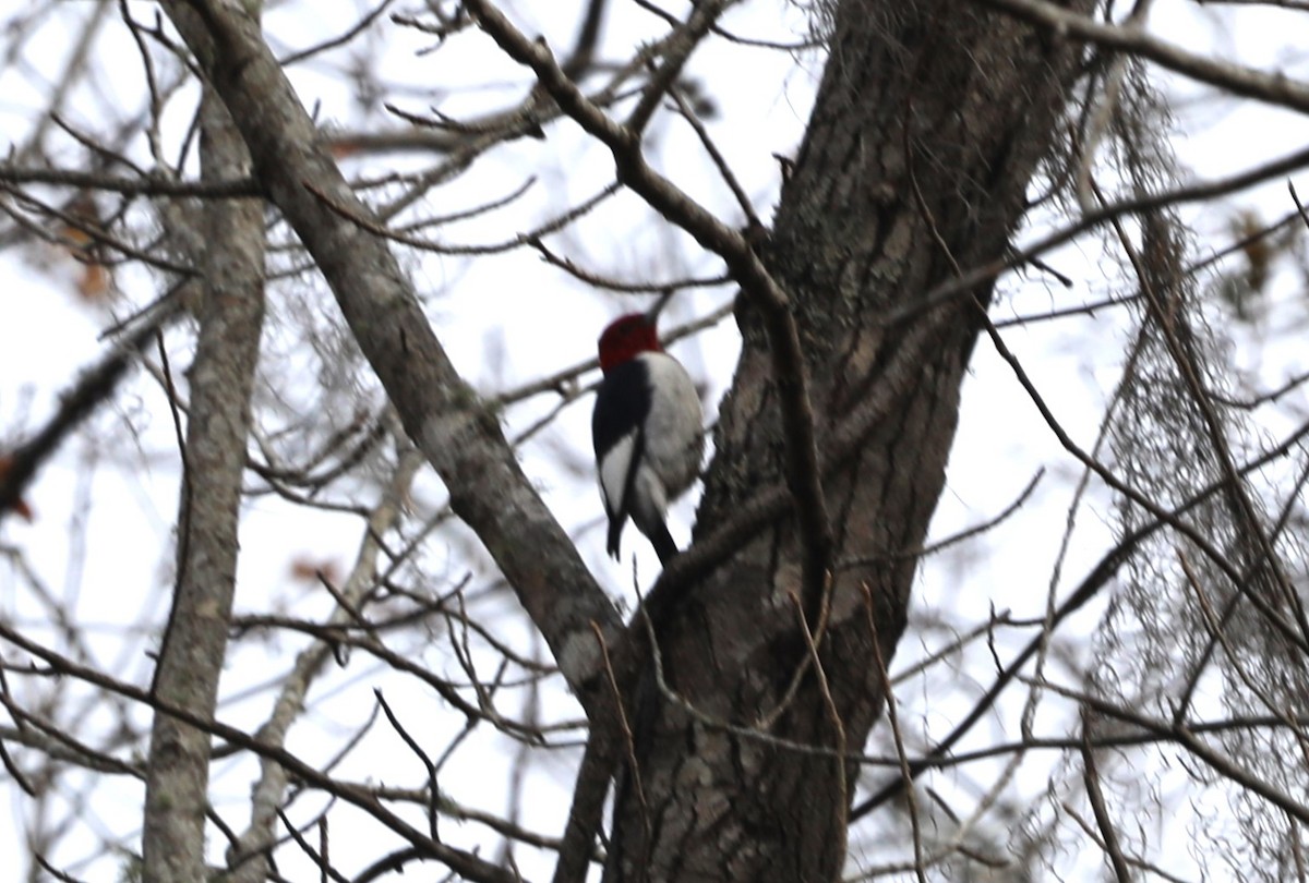 Red-headed Woodpecker - ML612721661